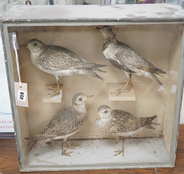 A cased taxidermy group of four Grey Plovers, 45.5cm sq. Condition - fair